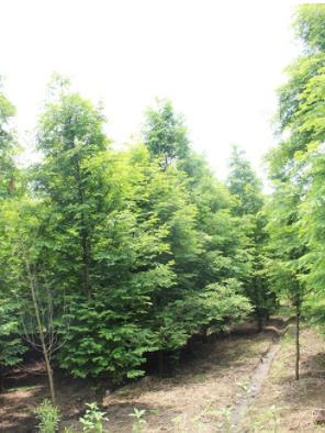 上海19公分水杉基地 推薦潤誠苗木種植