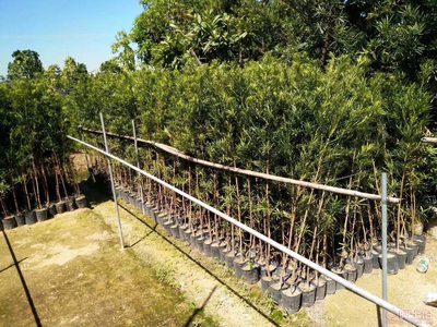 【羅漢松培養(yǎng)基地、羅漢松小苗直銷、質優(yōu)價廉】綠化苗木,價格,廠家,供應商,花木,龍海市東泗興輝園藝場 - 產品庫