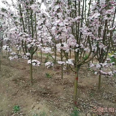【誠信經營海棠苗廠家西府海棠的用途】泰安高新區(qū)旺運苗木中心 - 產品庫
