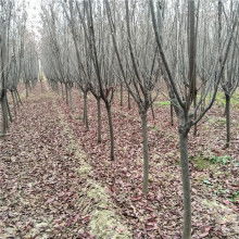 萬潤苗木基地