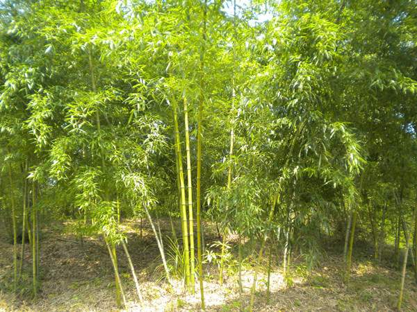 「黃槽竹」最新黃槽竹_價(jià)格_圖片_產(chǎn)地報(bào)價(jià)表-江蘇沭陽長(zhǎng)景園林苗木場(chǎng)