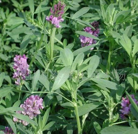 牧草種子普那菊苣、蘇丹草、苦買菜、毛苕子、(圖)
