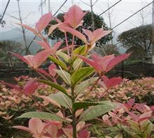 【南京新產(chǎn)品五彩桂花苗、鴻林苗木(圖)、五彩桂花圖片】價格,廠家,圖片,工程承包,常州鴻林苗木專業(yè)合作社chun銷售部-中國行業(yè)信息網(wǎng)