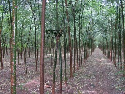 耐寒苗木、北欒、垂柳、旱柳、國槐圖片