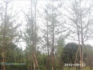 供應成都哪里有樸樹苗木,成都銀杏苗木價格,美森園藝_農副產品_世界工廠網(wǎng)中國產品信息庫