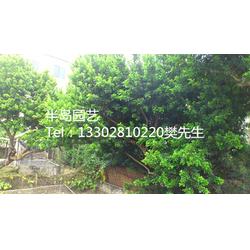 優(yōu)質(zhì)米蘭樹(shù) 半島苗木園藝綠化的綠色瑰寶